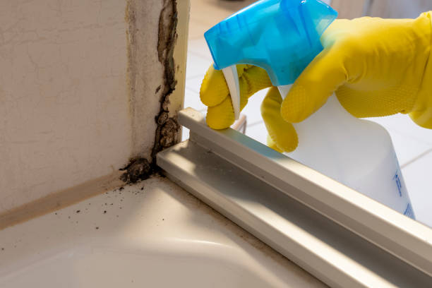 Best Mold Inspection  in Milwaukee, WI