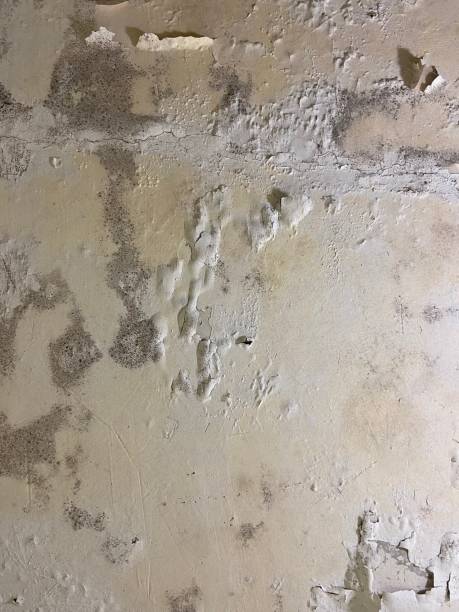 Best Mold Removal Process  in Milwaukee, WI