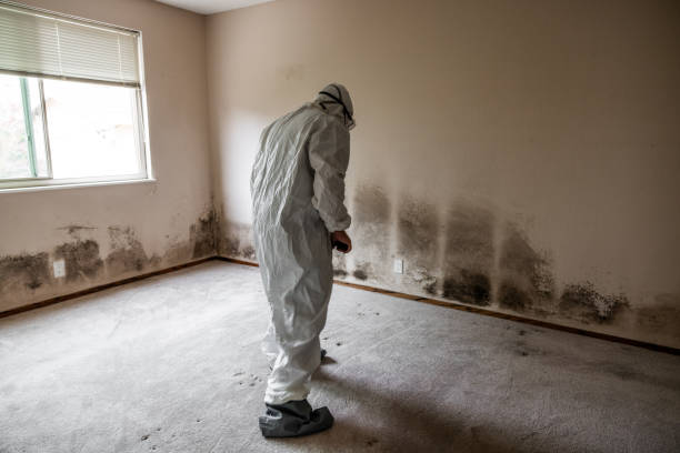 Best Mold Damage Repair  in Milwaukee, WI