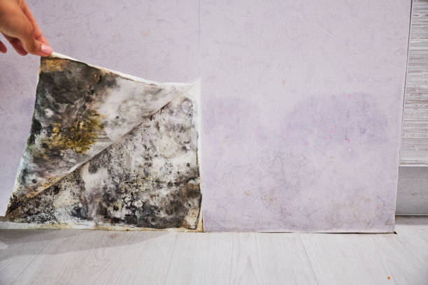 Best Mold Removal Near Me  in Milwaukee, WI